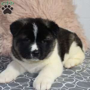 Dolley, Akita Puppy